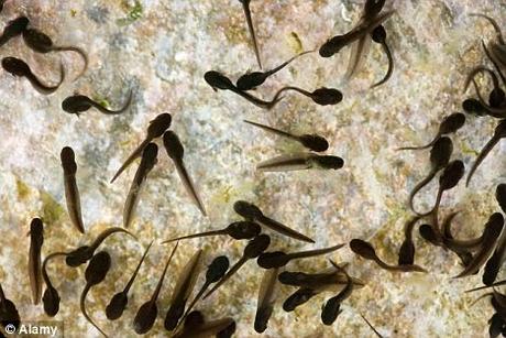 strange are the ways of women - women drinks bottle of tadpoles