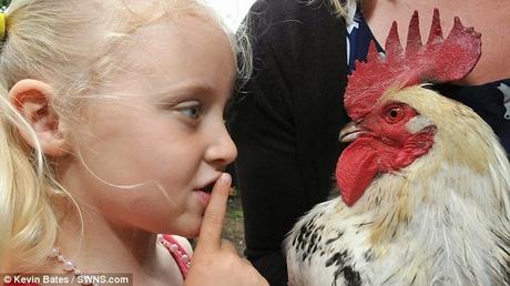 'kokkarakko' ~ neighbours complain to wake-up call of rooster