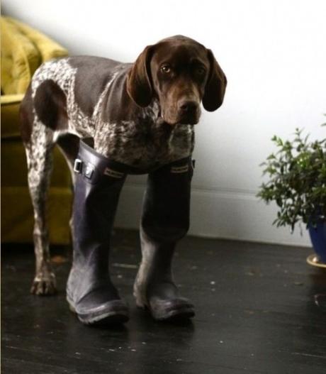 Dog Wearing Wellies