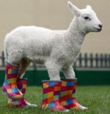 Lamb Wearing Wellies