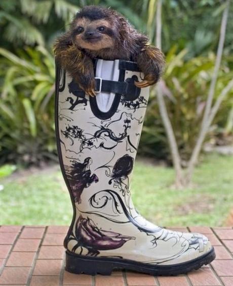 Sloth Wearing Wellington Boot