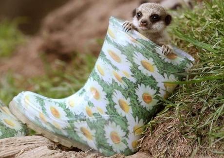 Meerkat Wearing a Wellington Boot