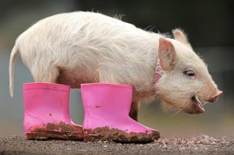 Micropig Wearing Wellies