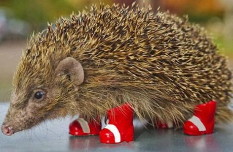 Hedgehog Wearing Wellies