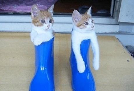 Kittens Wearing Wellies