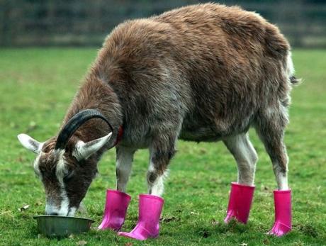 Goat Wearing Wellies