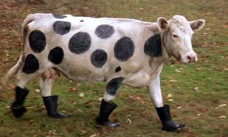 Cow Wearing Wellies