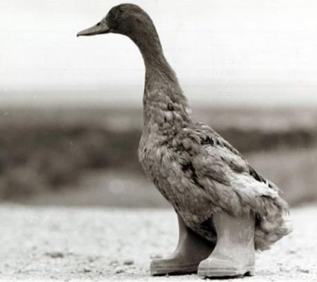 Duck Wearing Wellies