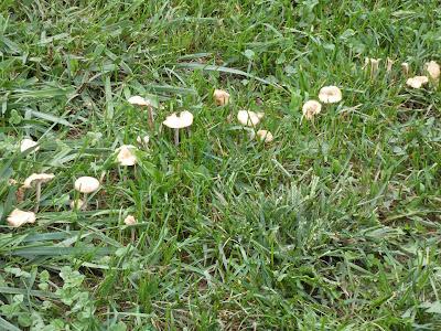 Fairy Ring