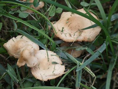 Fairy Ring