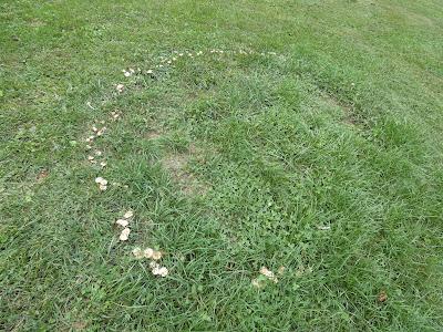 Fairy Ring