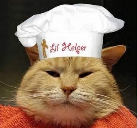 Cat Cooking