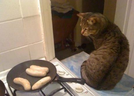 Cat Cooking