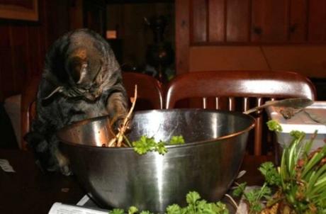 Cat Cooking