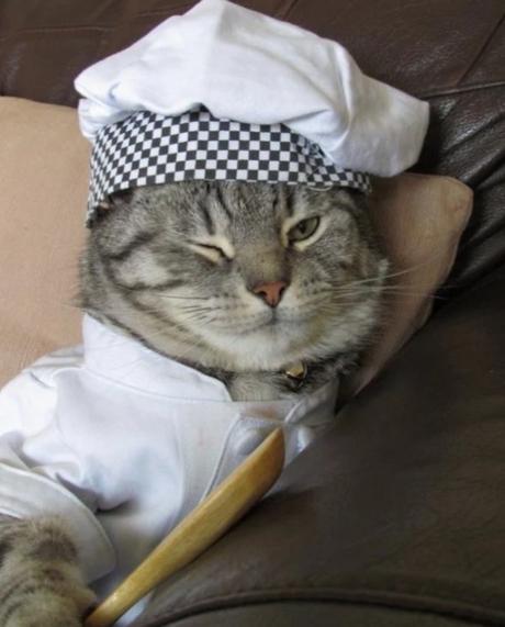 Cat Cooking