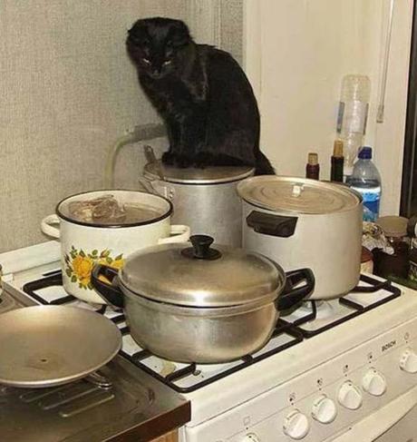 Cat Cooking