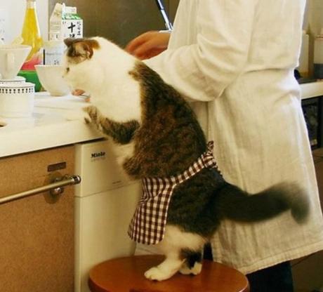 Cat Cooking