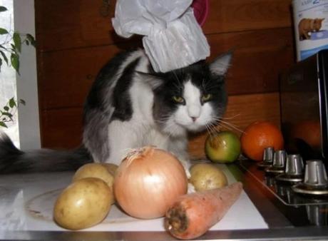 Cat Cooking