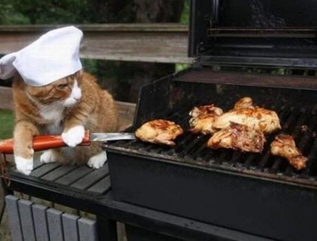 Cat Cooking