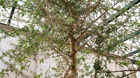 Scientists grow mysterious tree from 1,000-year-old seed