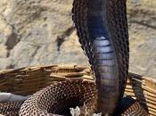 Dangerous Rituals Involving Snakes from Around World