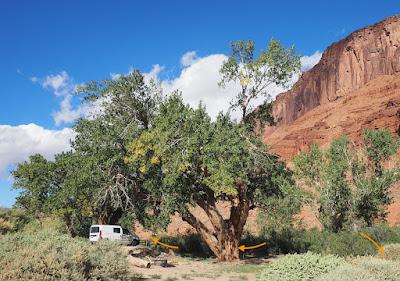 Tree Following: Killer Cottonwood in Utah