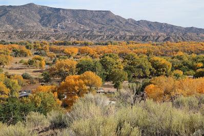 Tree Following: Killer Cottonwood in Utah