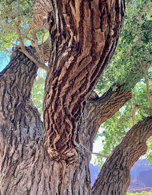 Tree Following: Killer Cottonwood in Utah