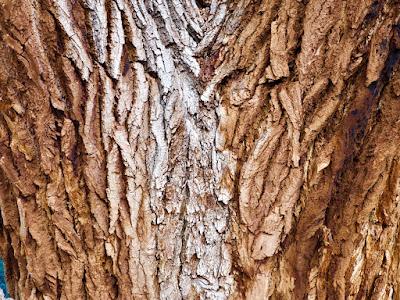 Tree Following: Killer Cottonwood in Utah