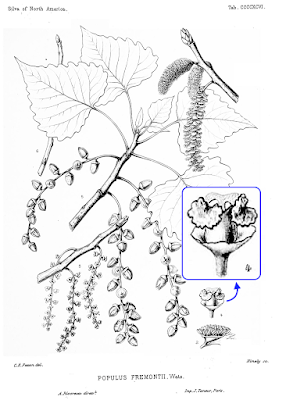 Tree Following: Killer Cottonwood in Utah