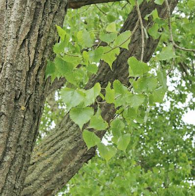 Tree Following: Killer Cottonwood in Utah