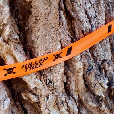 Tree Following: Killer Cottonwood in Utah