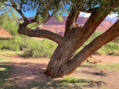 Tree Following: Killer Cottonwood in Utah