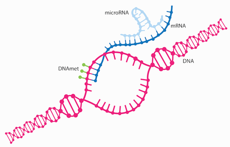 MicroRNA is the Nobel-winning master regulator of the genome – researchers are learning to treat disease by harnessing how it controls genes