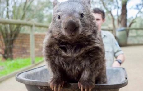 Wombat in a wheelbarrow