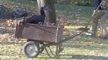 Hornbill in a wheelbarrow