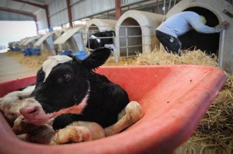 Cow in a wheelbarrow