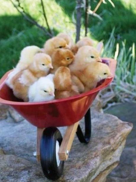 Chicks in a wheelbarrow