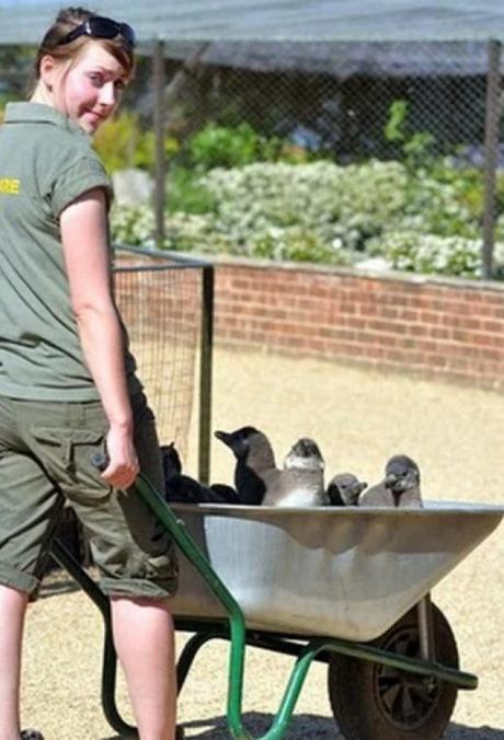 Penguins in a wheelbarrow