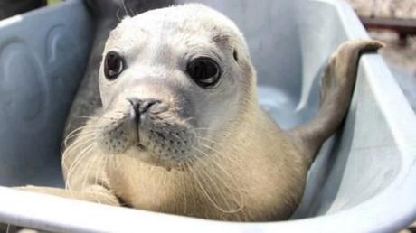 Seal in a wheelbarrow