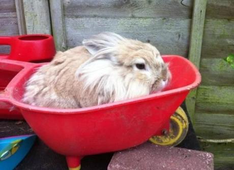 Rabbit in a wheelbarrow