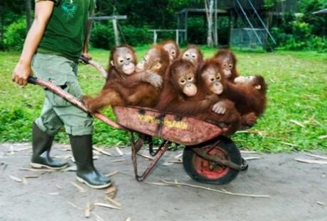 8 Orang-utans in a wheelbarrow