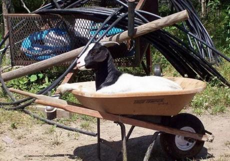 Goat in a wheelbarrow