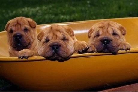 3 dogs in a wheelbarrow