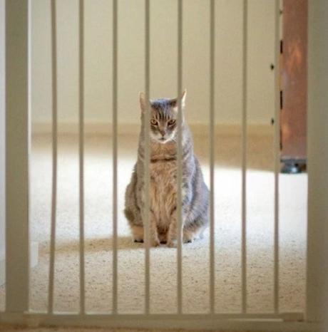 Cat Behind Bars in Prison / Jail