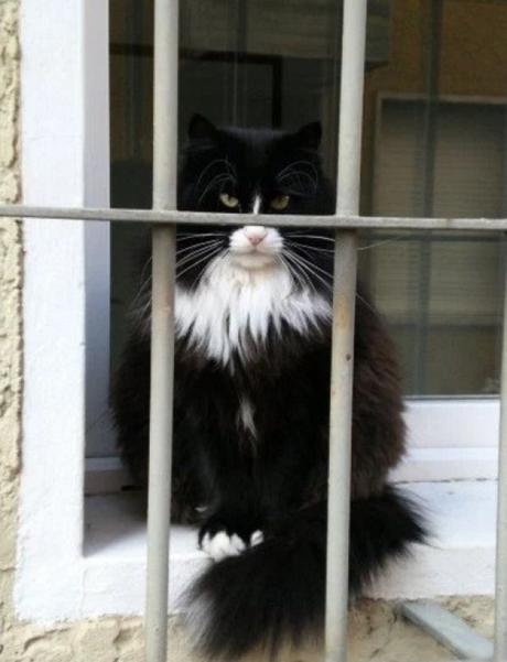 Cat Behind Bars in Prison / Jail