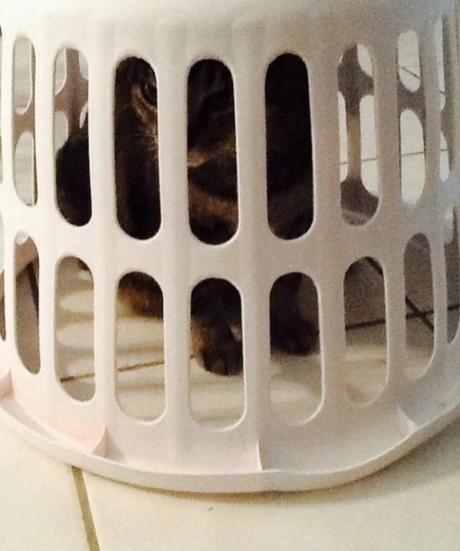 Cat Behind Bars in Prison / Jail