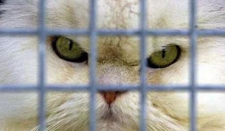 Cat Behind Bars in Prison / Jail