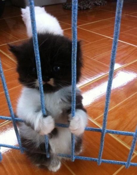 Cat Behind Bars in Prison / Jail