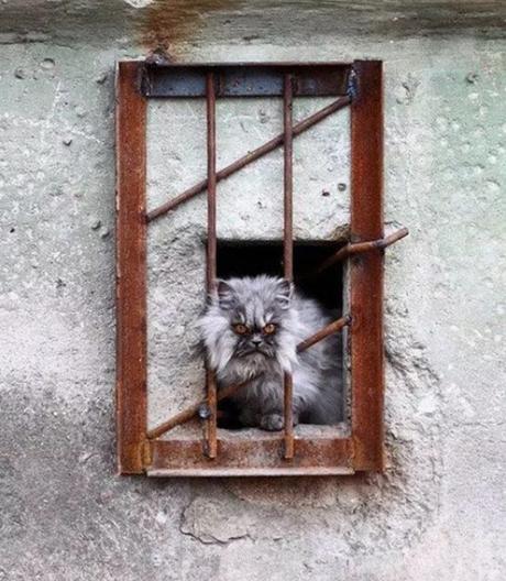 Cat Behind Bars in Prison / Jail